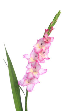 Gla&iuml;eul rose et blanc