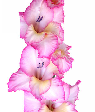 Gla&iuml;eul rose et blanc