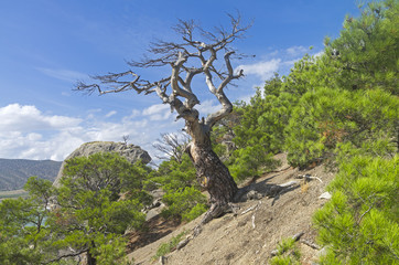 Fototapeta na wymiar Dried relict pine on the mountainside. Crimea.
