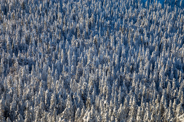 Winter in the mountains