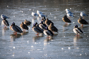 Mallard ducks and seagulls huddled together facing the winter sun