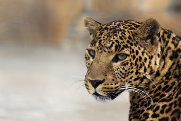 portrait of a beautiful leopard