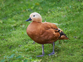 Ruddy shelduck (Tadorna ferruginea)