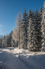 Obraz premium Footpath in the snow, winter conifer forest