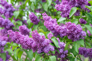 Obraz premium Lilac blooms in spring garden