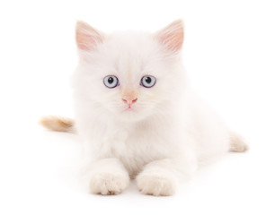White kitten.