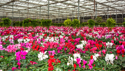 Fototapeta na wymiar cultivation of flowers in the greenhouse