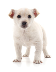 Obraz premium White puppy.