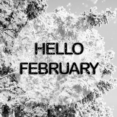 Hello February words on winter background