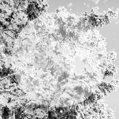 Frost on a Tree branches on blue sky with snowfall effect in bla