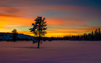 Winter sunrise with lone tree and orange sky