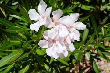 White flower clusters of nerium oleander growing in the sun