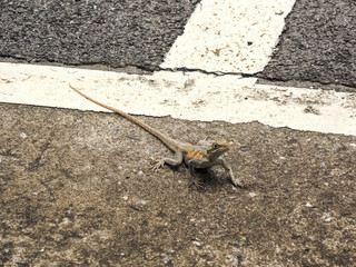 Agama lizard