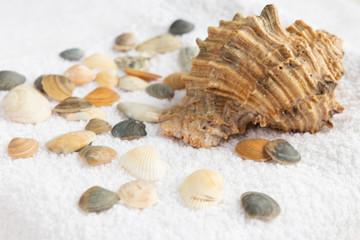 Aromatherapy with sea stones and seashells