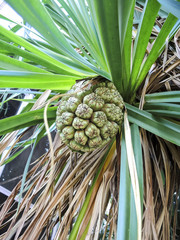 Fruit of the palm tree