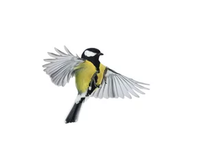 Selbstklebende Fototapeten Vogel, der auf weißem Hintergrund fliegt, breitet seine Flügel und Federn weit aus © nataba