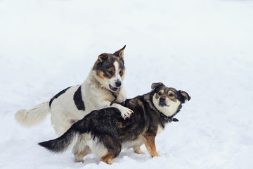 two funny dogs having fun playing in the snow