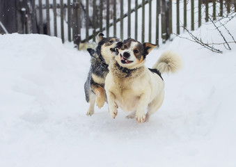 two funny dogs having fun playing in the snow