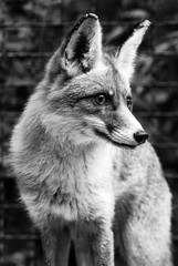 red fox looking out for prey
