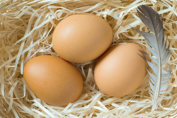 Three yellow eggs and chicken feather in a nest