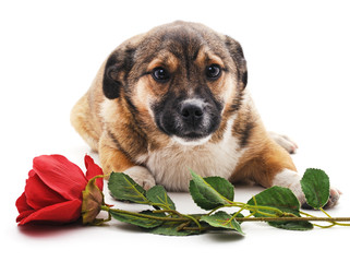 Puppy with a rose.