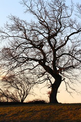 Artistic tree on the field in January