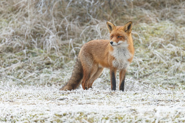 Red fox in a setting in a white landscape
