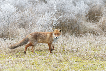 Naklejka na ściany i meble Red fox in a setting in a white landscape 