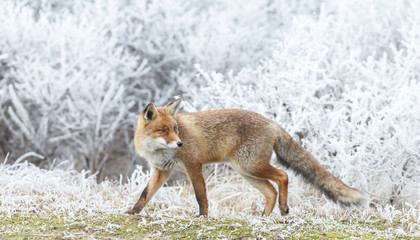 Red fox in a setting in a white landscape
