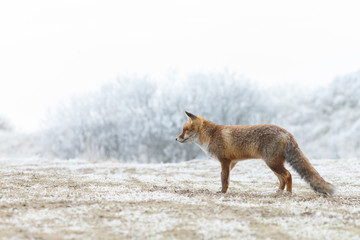 Red fox in a setting in a white landscape

