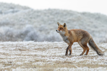 Red fox in a setting in a white landscape
