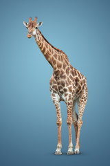 giraffe on blue background