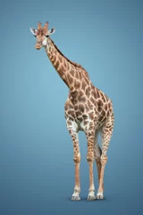 Rolgordijnen giraffe on blue background © coffeemill