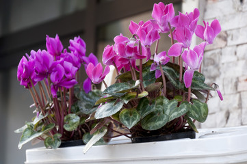 two flowerpots with cyclamen outdoors on the balcony