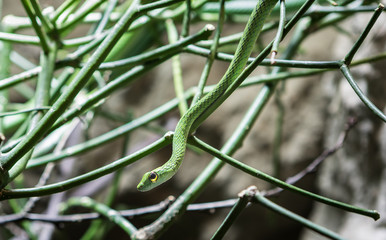 Eastern green mamba