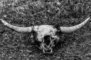 cow skull with horns