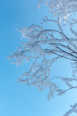 Zweige im Winter mit Raureif unter blauem Himmel