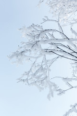 Zweige im Winter mit Raureif unter hellblauem Himmel