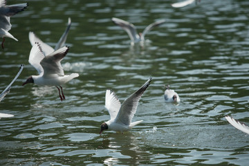Fototapeta na wymiar Gull floating in water