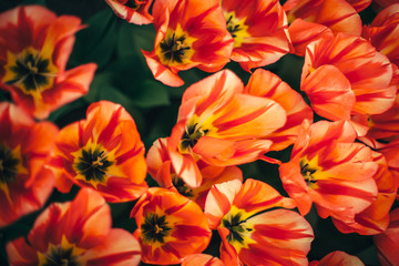 holland tulip flowers park spring