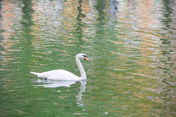 Fototapeta na wymiar A lone swan swimming in the lake