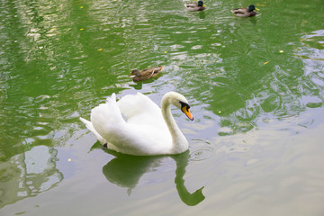 White Swan and ducks swimming in lake