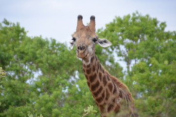 Vacation in south africa
