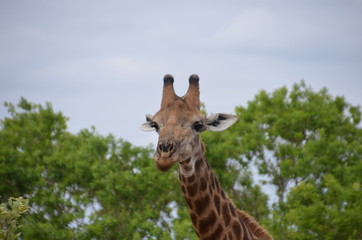 Vacation in south africa