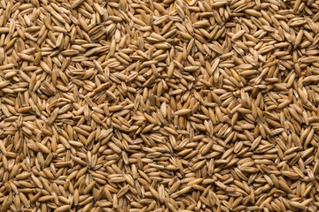 natural oat grains background, closeup