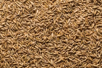 Poster Im Rahmen natural oat grains background, closeup © romantsubin
