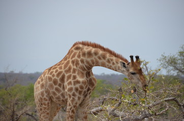 Vacation in south africa