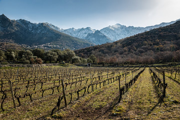 Rows of vines in Corsican vineyard and snow covered mountains