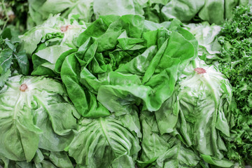 Fresh french lettuce salad leaves.