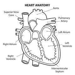 Obraz premium HEART ANATOMY cross section OUTLINE VECTOR